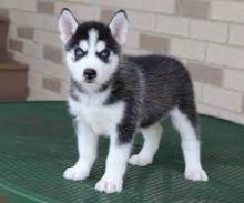 Siberian Husky available for your home (amanda00137464@gmail.com)