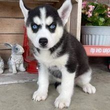 Siberian Husky puppies for adoption (elizabethjames11321@gmail.com)