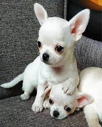 Chihuahua puppies for adoption [gracecatlin6@gmail.com ] Image eClassifieds4u
