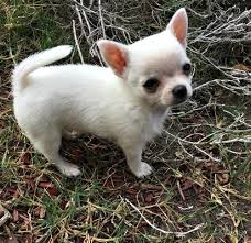 Chihuahua puppies (sines6051@gmail.com) Image eClassifieds4u