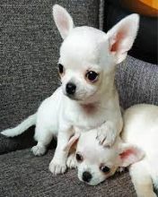 Chihuahua puppies for adoption [gracecatlin6@gmail.com ] Image eClassifieds4U