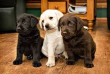 Labrador puppies for adoption(carolinasantos11234@gmail.com) Image eClassifieds4U
