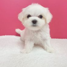 Maltese puppies for adoption (cynthiamorgan1132@gmail.com) Image eClassifieds4U