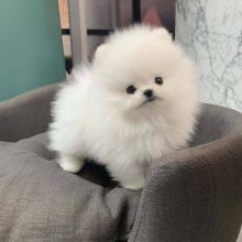 Pomeranian puppies for adoption (kenalisha416@gmail.com) Image eClassifieds4U