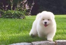 Samoyed Puppies For Adoption(emilyrose0081@gmail.com) Image eClassifieds4U