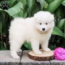 Samoyed Puppies For Adoption(emilyrose0081@gmail.com) Image eClassifieds4U