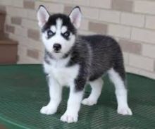 Siberian Husky available for your home (amanda00137464@gmail.com) Image eClassifieds4u 2