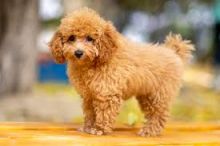 Toy Poodles puppies for adoption (stellajames1243@gmail.com) Image eClassifieds4U