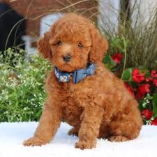 Poodles puppies for Adoption(ashj17403@gmail.com) Image eClassifieds4u