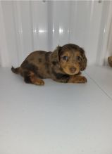 ADORABLE CKC DACHSHUND PUPPIES