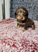 ADORABLE CKC DACHSHUND PUPPIES