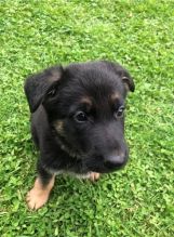 Adorable German Shepherd Puppies For Rehoming