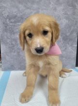 Adorable Golden Retriever Puppies Ready Now for New Homes