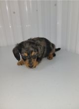 Adorable male and female Dachshund Puppies For Adoption