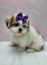 Beautiful and clean Shih Tzu Puppies