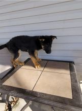 Beautiful German Shepherd Puppies For Adoption