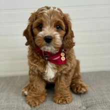 Cavapoo puppies for adoption (alishaken896@gmail.com)