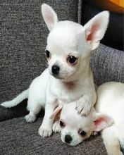 Chihuahua puppies for adoption [gracecatlin6@gmail.com ]