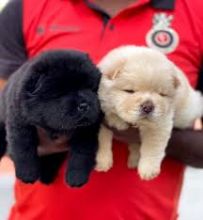 Chow Chow puppies for adoption(ceva41016@gmail.com)