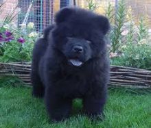 Chow Chow puppies for adoption(ceva41016@gmail.com)