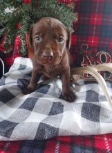 Cute Labrador Retriever Puppies for adoption