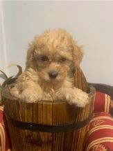 cute Toy Poodle puppies for adoption