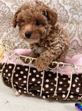 cute Toy Poodle puppies for adoption