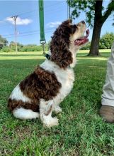 er Spaniel puppies available for new home