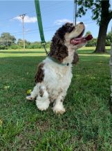 er Spaniel puppies available for new home