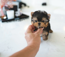 Full pedigree Yorkshire terrier miniature