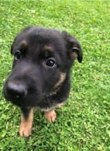 German Shepherd Puppies For Rehoming