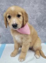Golden Retriever Puppies Ready Now for New Homes