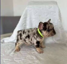 Gorgeous French bulldog pups are available