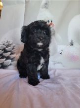 HEALTHY C.K.C CAVAPOO PUPPIES