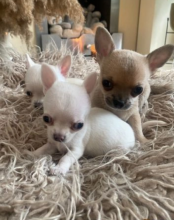 KC registered Chihuahua girl and boy