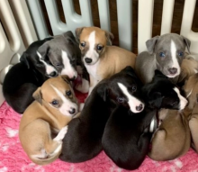 Kennel club registered Whippet puppies