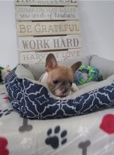 Lovely French Bulldog Puppies For Rehoming