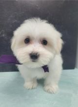 Male and female Maltese puppies For Adoption