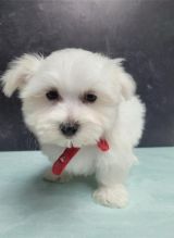 Maltese puppies.