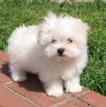 Maltese puppies for adoption (cynthiamorgan1132@gmail.com)