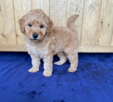 Miniature Goldendoodle pups