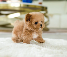 miniature poodle pups from HEALTH TESTED PARENTS