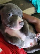 Pit Bull puppies ready for adoption