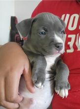 Pit Bull puppies ready for adoption in a new home