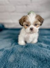 Priceless Shih Tzu Puppies Ready For Adoption