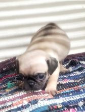 Pug Puppies for Adoption