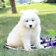 Samoyed Puppies For Adoption(emilyrose0081@gmail.com)