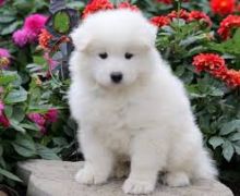 Samoyed Puppies For Adoption(emilyrose0081@gmail.com)