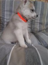 Smart Siberian Husky puppies ready to go