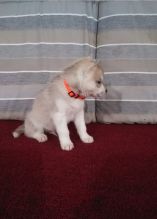 Smart Siberian Husky puppies ready to go